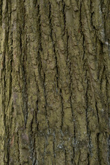 Obraz premium Close-up image of tree bark displaying unique textures and colors, emphasizing the natural patterns found on the wood surface