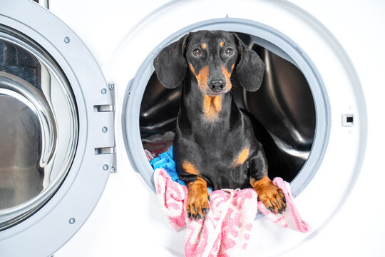 Dachshund dog peeking out of open washing machine drum with pink laundry hanging out, funny home laundry humor concept cleaning and tidying up