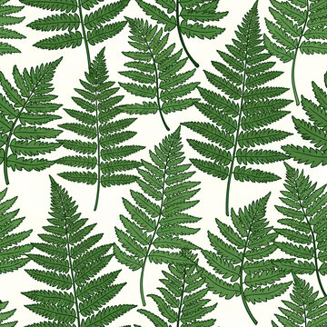 Fern leaves pattern on a white background natures beauty.