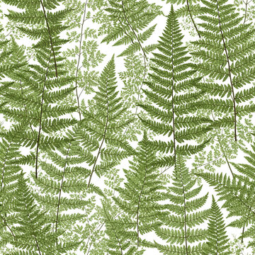 Ferns Pattern A Detailed CloseUp of Lush Green Foliage.