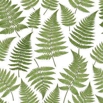 Ferns pattern on white background natural green leaves.