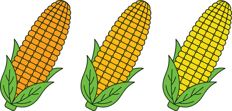 Fresh yellow corn on the cob vector illustration set with green husks featuring three organic sweetcorn stalks isolated on a white background