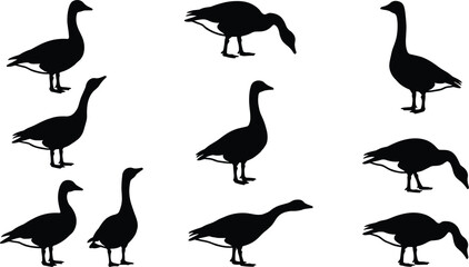 Black Canada goose silhouette vector collection featuring various migratory birds in walking standing and feeding poses isolated on a flat white background © MDSaiful