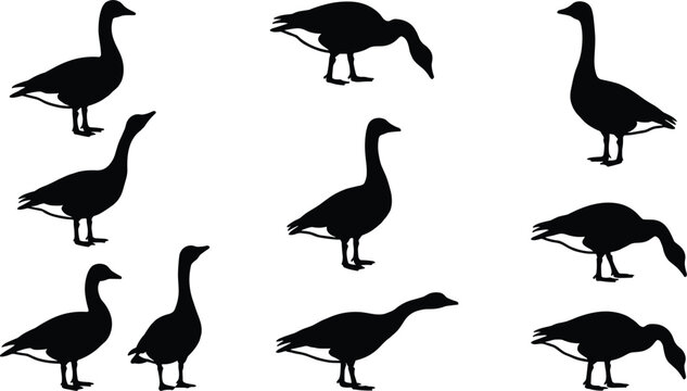 Black Canada goose silhouette vector collection featuring various migratory birds in walking standing and feeding poses isolated on a flat white background