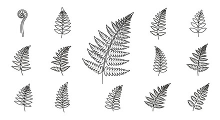 Collection of various fern leaf shapes. © LOGO KIKUK
