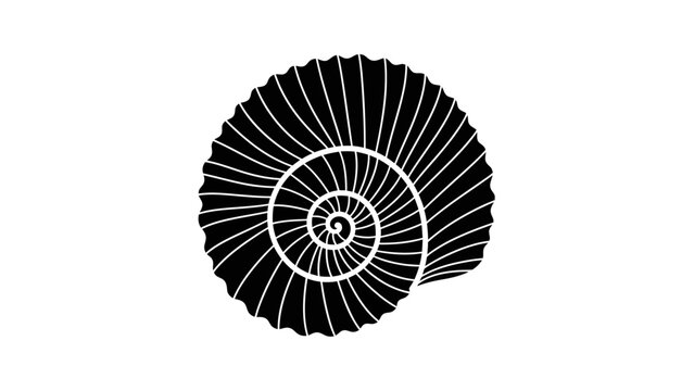 Black and white nautilus shell spiral.