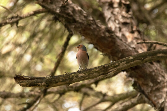 Pinz&oacute;n vulgar (Fringilla coelebs) con alimento para su descendencia