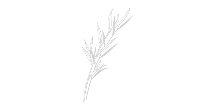 Simple minimalist line art illustration of a delicate plant branch with leaves, isolated white background.