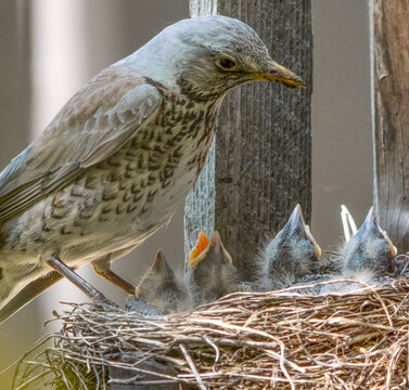 Fieldfare (Turdus pilaris) nest