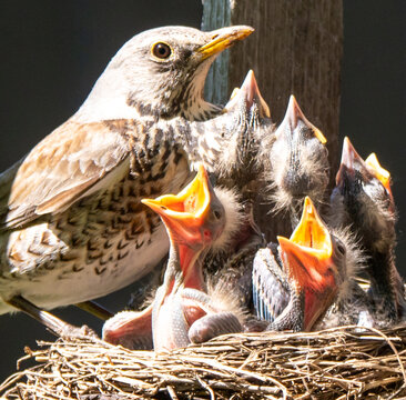 Fieldfare (Turdus pilaris) nest