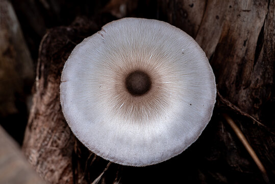 Close-up photograph of a white mushroom featuring fine radial patterns with a dark brown center, growing on decaying wood in a forest environment