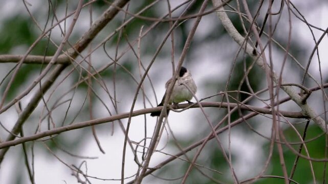 Sooty-headed bulbul (Pycnonotus aurigaster, Golden vented Bulbul, White eared Bulbul, Yellow vented, Red vented, Black capped). It is found in south-eastern Asia.