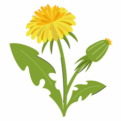 Fototapeta premium yellow dandelion on white background. illustration of wildflower.