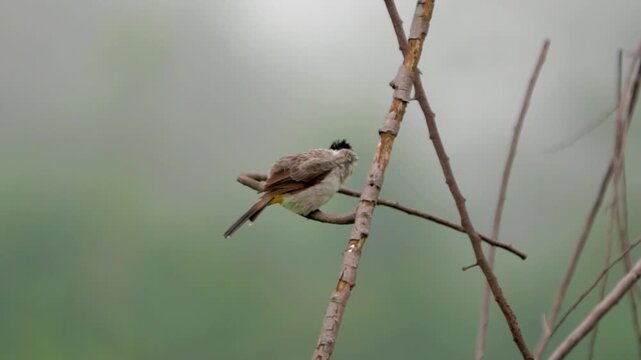 Sooty-headed bulbul (Pycnonotus aurigaster, Golden vented Bulbul, White eared Bulbul, Yellow vented, Red vented, Black capped). It is found in south-eastern Asia.
