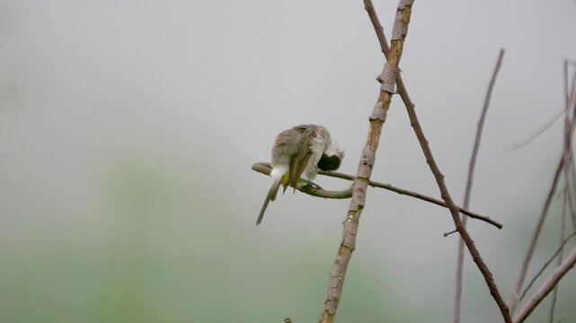 Sooty-headed bulbul (Pycnonotus aurigaster, Golden vented Bulbul, White eared Bulbul, Yellow vented, Red vented, Black capped). It is found in south-eastern Asia.