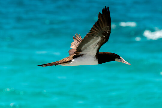 The brown booby in precise flight over the sea.