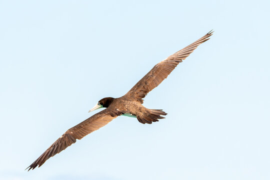 The brown booby in precise flight over the sea.