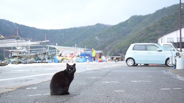 日向東港の黒猫 （福井県三方郡美浜町, 2026年2月）