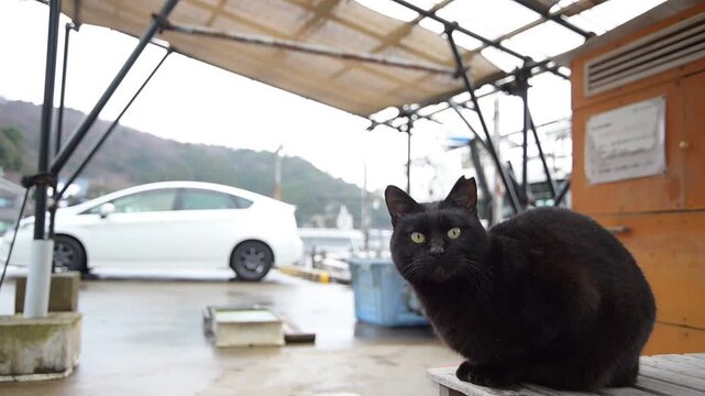 日向東港の黒猫 （福井県三方郡美浜町, 2026年2月）
