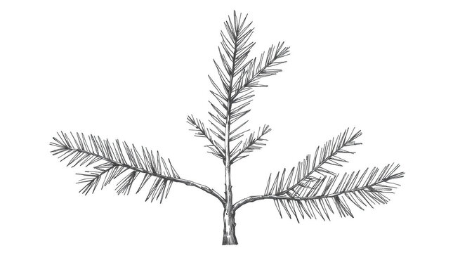 Detailed illustration of a small pine tree with sparse branches on white background