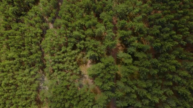 High angle, drone shot looking straight down onto a lush, green forest in rural Lithuania. The dense canopy of pine and fir trees covers the frame, with a small dirt path or clearing visible winding t