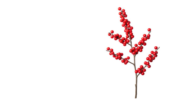 Macro shot of a delicate, curved, dark brown winterberry holly branch featuring dense, glossy scarlet berries against a transparent studio background with copy space, elegant minimalist design,