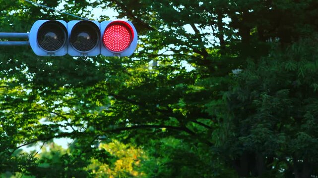 街路樹の信号機 赤から青へ