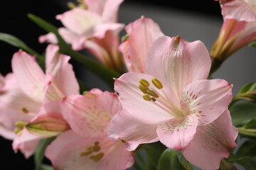 Naklejka premium pink gladiolus flowers on a black background