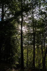 Obraz premium Sunlight shining through dense forest trees.