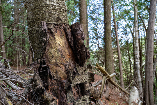 Close up of damaged tree trunk in forest.