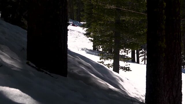 snow covered trees in the mountains