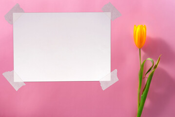 Obraz premium Blank Paper Sheet with Adhesive Tape on Paper Background with Single Yellow Tulip.