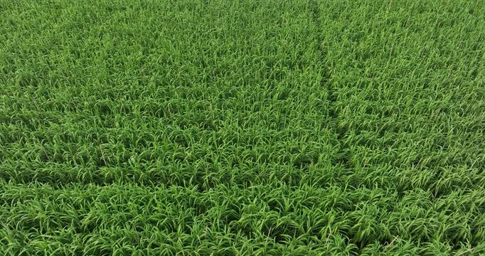 Aerial footage of sugarcane plants growing at field