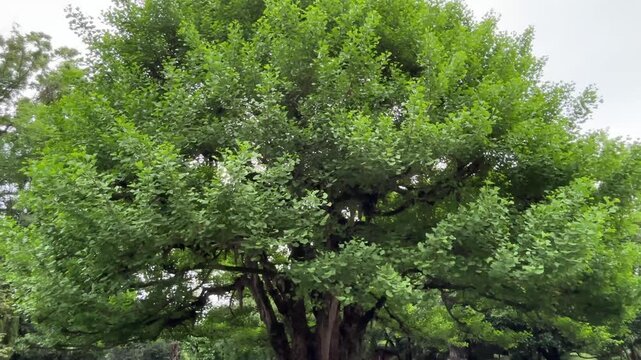 A wide shot of a massive ancient ginkgo tree crown filled with vibrant green foliage swaying gently under an overcast sky in Dujiangyan, China.