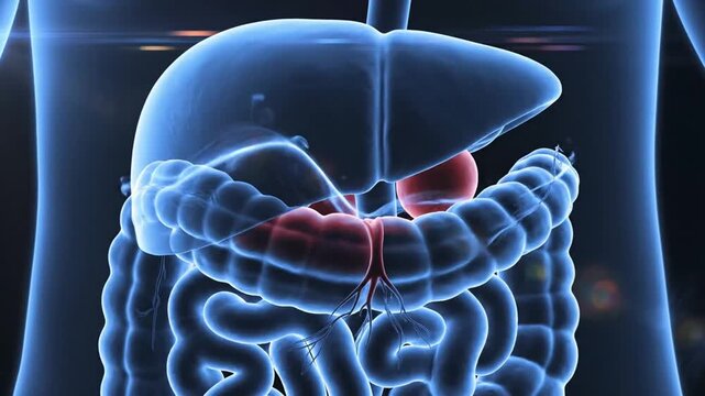 3D Medical Animation: Human Pancreas and Digestive System Anatomy