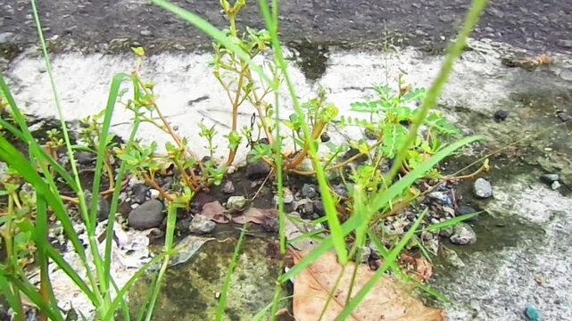 Wild plants growing on the roadside exposed to the wind, the surrounding leaves are green, creating a natural atmosphere even in the middle of the city.
