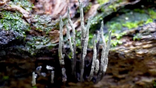 Xylaria hypoxylon (candlestick fungus). This plant can cause a root rot in hawthorn and gooseberry plants. Xylaria hypoxylon (candlestick fungus, candlesnuff fungus, carbon antlers, stag's horn fungus