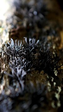 Xylaria hypoxylon (candlestick fungus). This plant can cause a root rot in hawthorn and gooseberry plants. Xylaria hypoxylon (candlestick fungus, candlesnuff fungus, carbon antlers, stag's horn fungus
