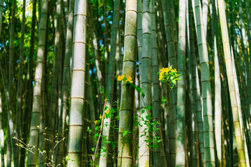 Fototapeta premium bamboo forest background