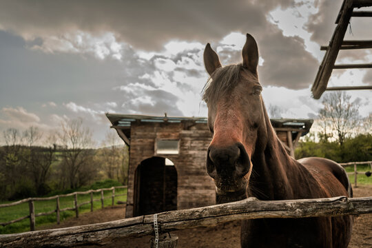 Selective blur on a brown Horse staring toward the camera behind a wooden fence in the Serbian countryside of Sumadija, Serbia with a rustic stable, pasture and cloudy sky in the background.