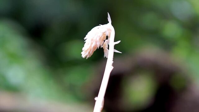 Young curcuma shoots in the garden. Macro shot young curcuma