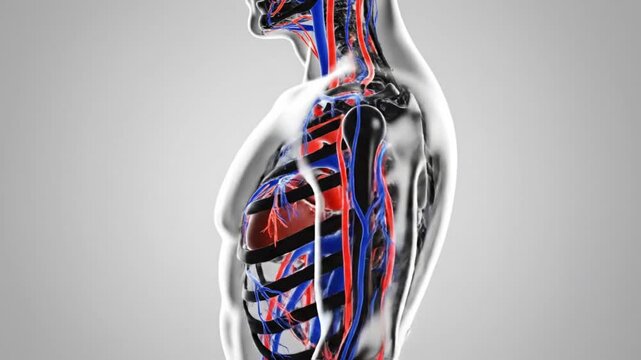 The human body displays its internal organs and circulatory system in a detailed illustration from a side profile view on a gray background