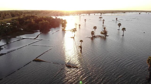 Big trees situated on a flooded swampy area during a hot day. Landscape of wetland conservation area in Buriram, Thailand.