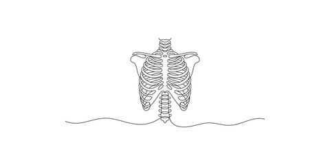 A detailed line drawing of a human ribcage and spine on white background © SR