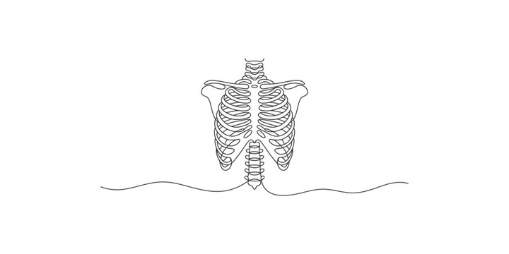 A detailed line drawing of a human ribcage and spine on white background
