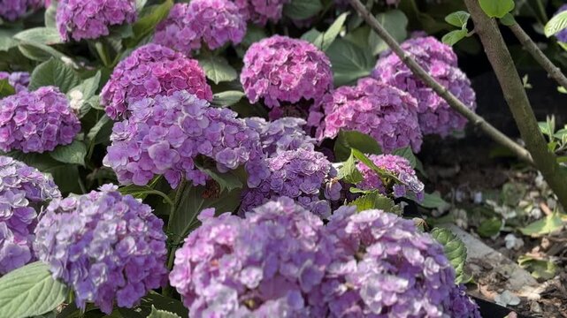 Beautiful purple and blue hydrangea flowers blooming in a lush green garden, creating a peaceful nature background.