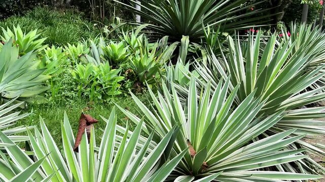 Variegated spanish dagger plant growing in a garden