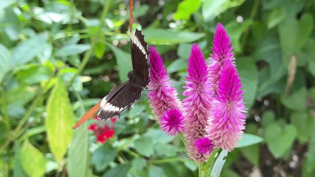 Elegant butterfly pollinating vibrant pink celosia flower