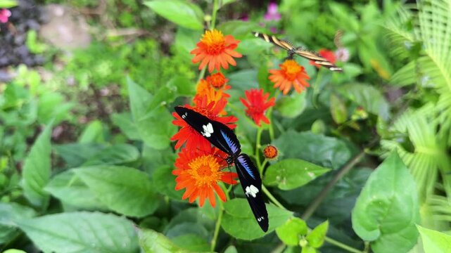 Blue and black sara longwing butterfly feeding on orange flower