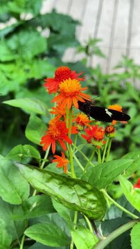 Zebra longwing butterflies pollinating orange flowers